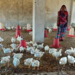 रायपुर : हौसले ने बदली तकदीर : मुर्गी पालन से आत्मनिर्भर बनीं ग्राम जमथान की सकून मौर्या